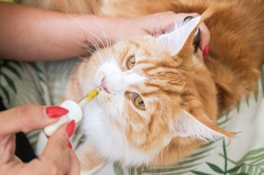 How Much CBD Oil Should I Give My Cat?